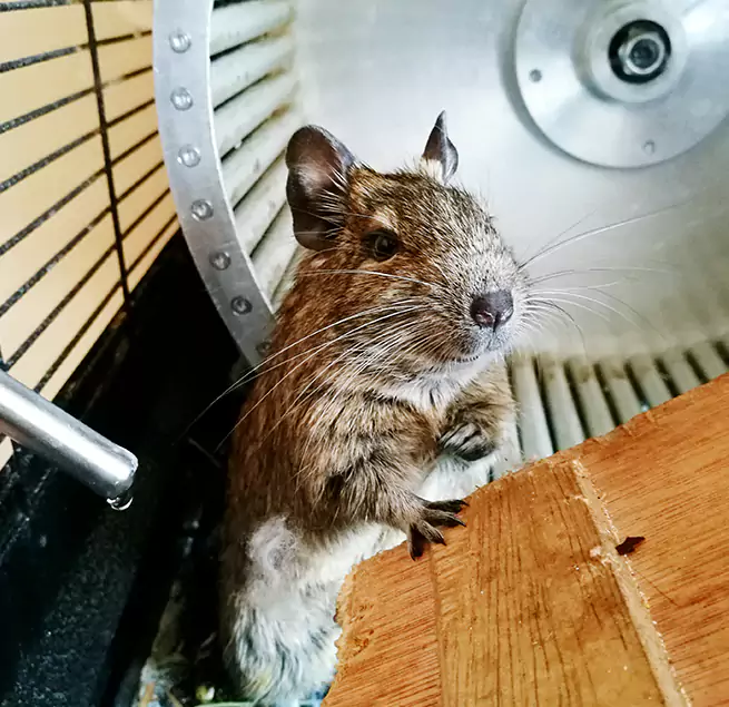 Why Homeowners & Businesses Trust Us Chicago, IL?